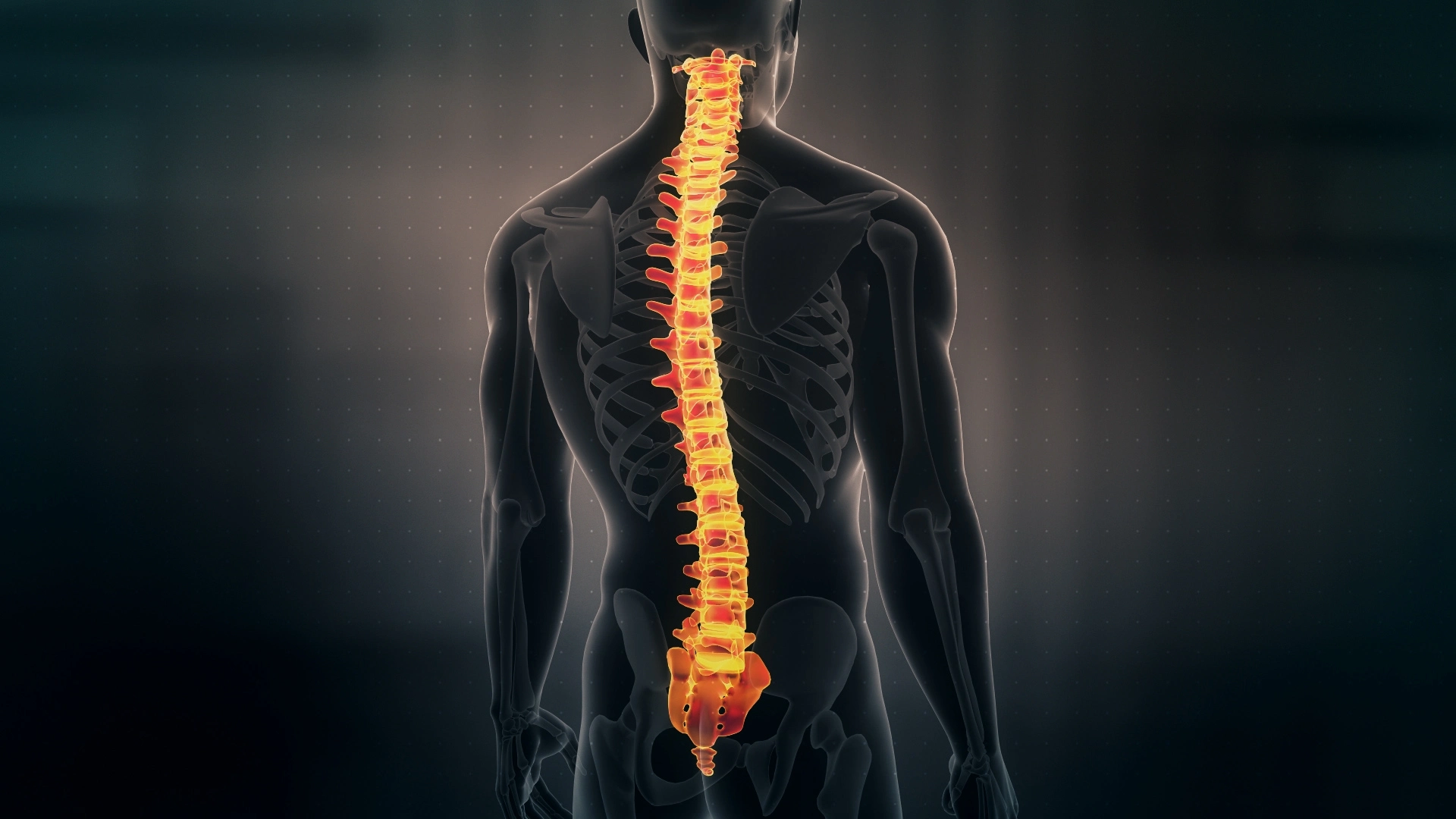 Human Spinal Cord